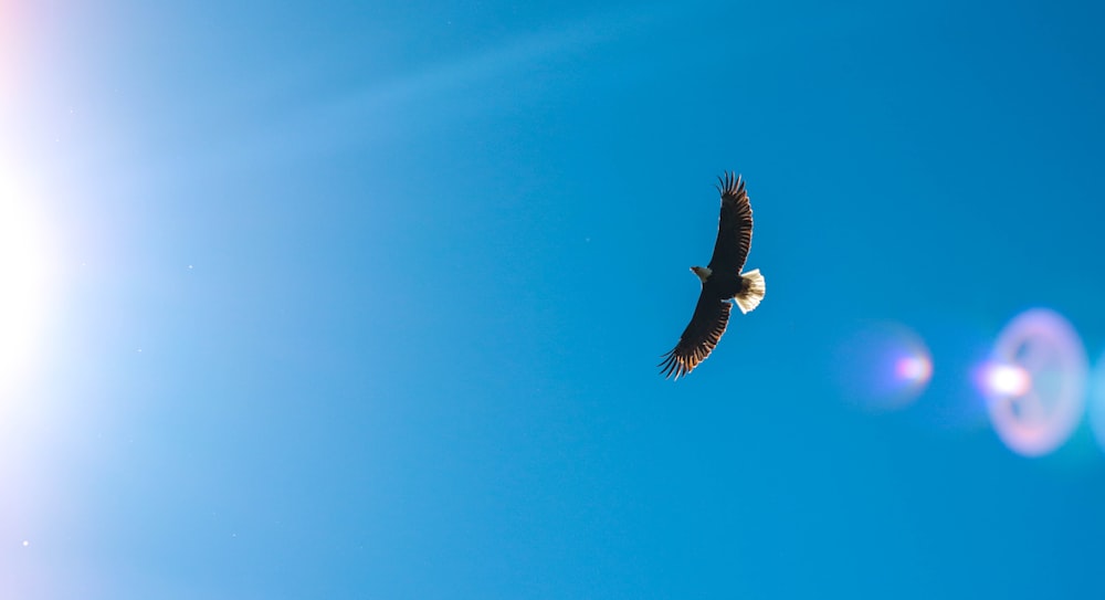 Fotografía de vista de ojo de gusanos de águila volando a través del cielo