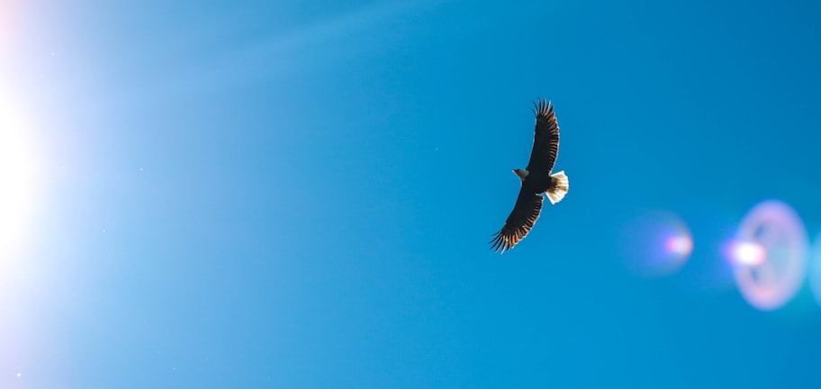 worms eye view photography of eagle flying across the sky