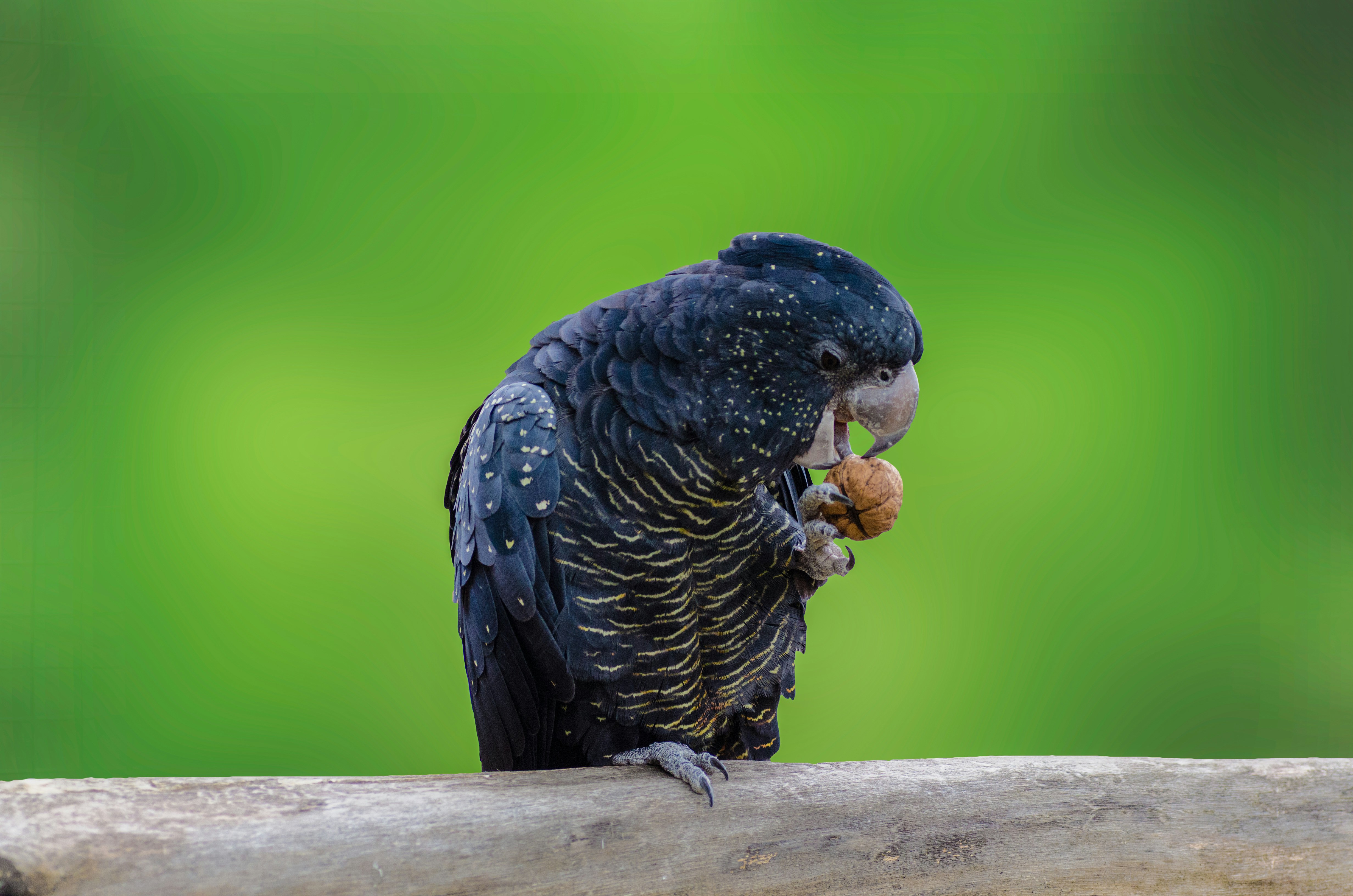 black bird perched on tree branch biting nut