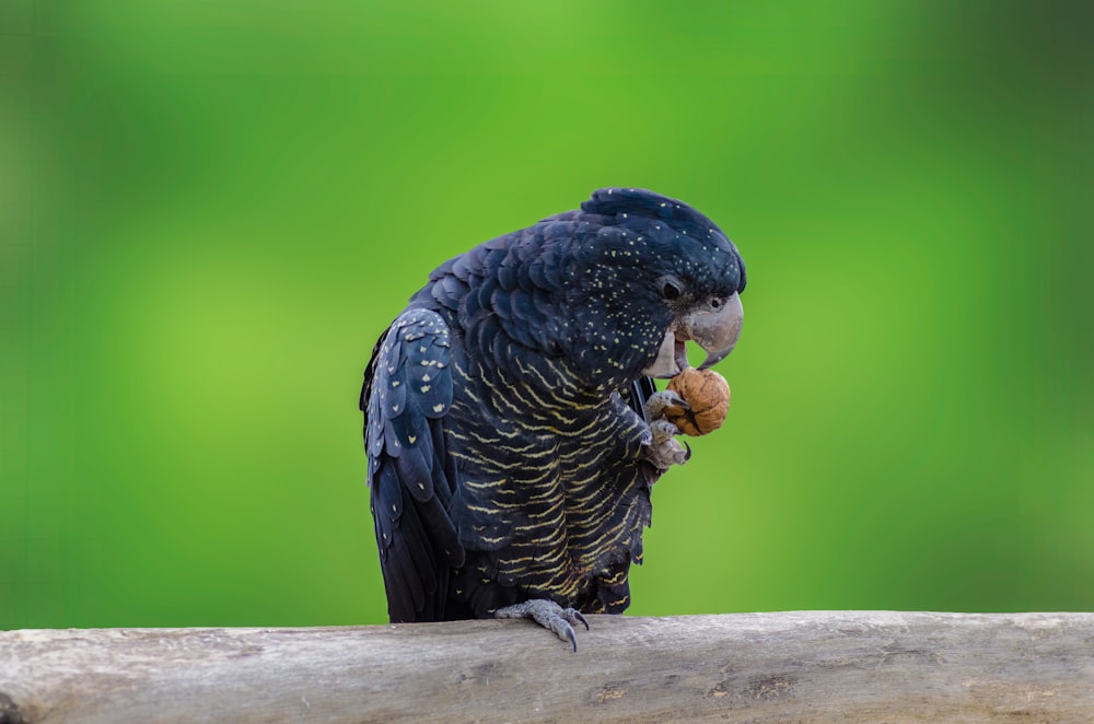 pájaro negro posado en la rama de un árbol mordiendo nuez