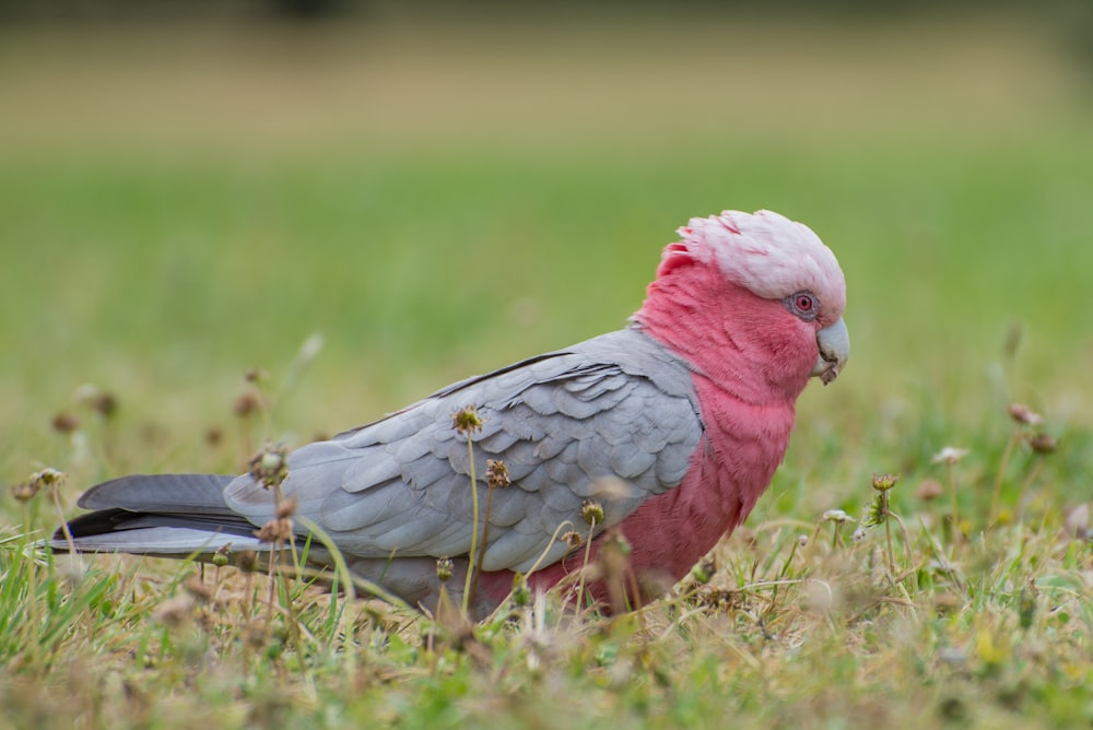 red and grey bird on grass in selective focus photography