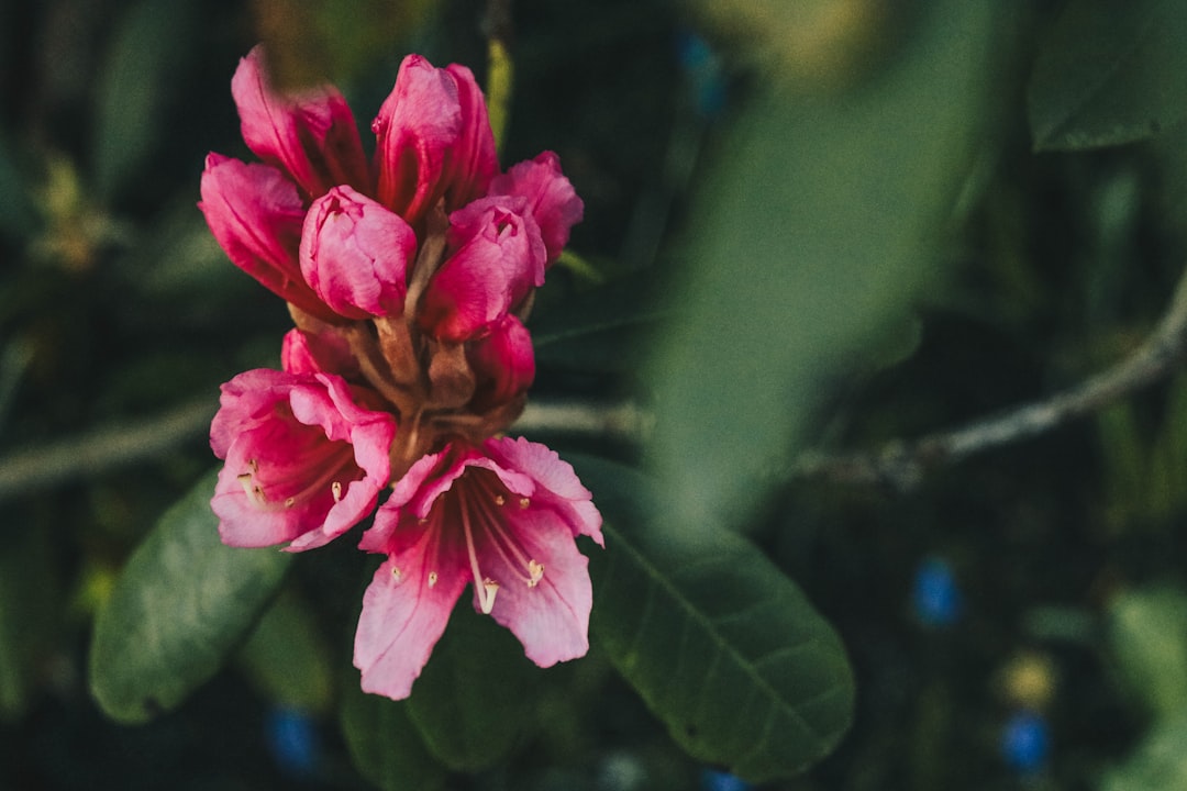 pink-petaled flower