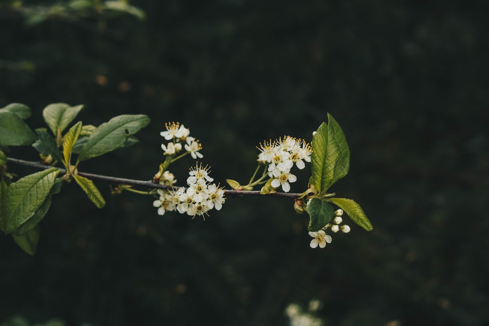 Fotografia a fuoco selettiva di fiori dai petali bianchi