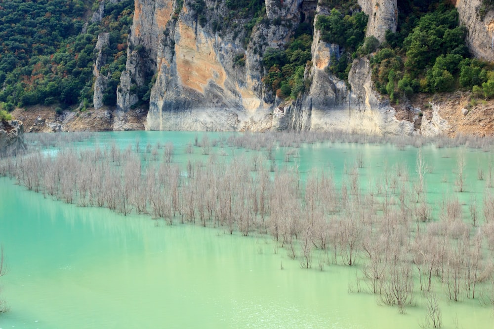 brown plant in body of water near hill