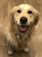 A fluffy golden retriever smiling after a bath with shiny, clean fur.