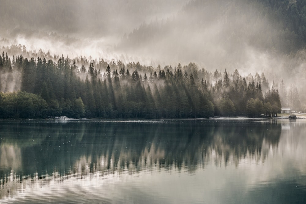 trees beside body of water