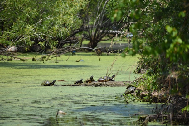 A diverse group of World Turtle Federation members planting trees together in a community park.