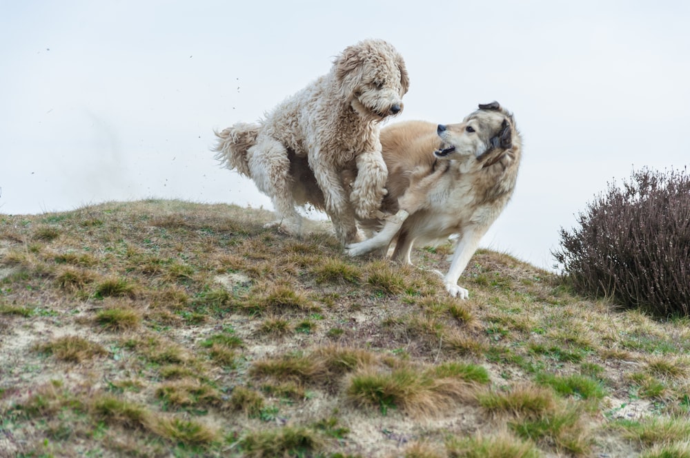 two dogs playing uphill