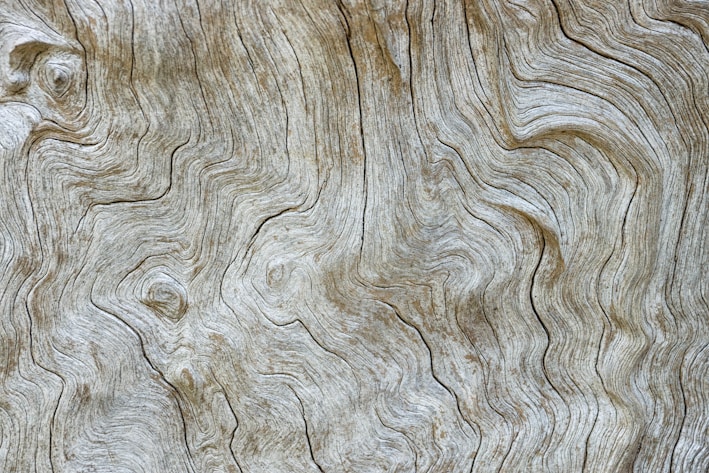 tree trunk surface