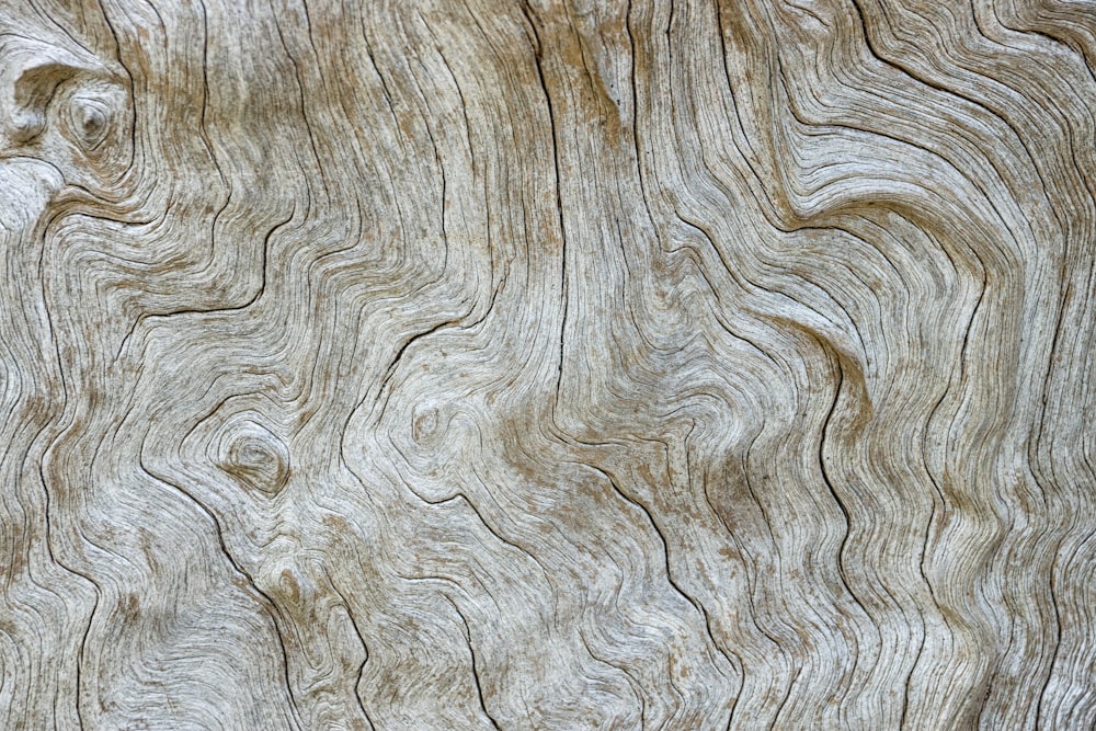 木の幹の表面