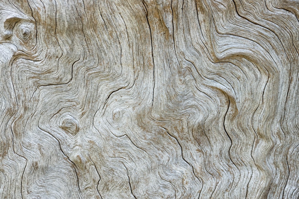 tree trunk surface