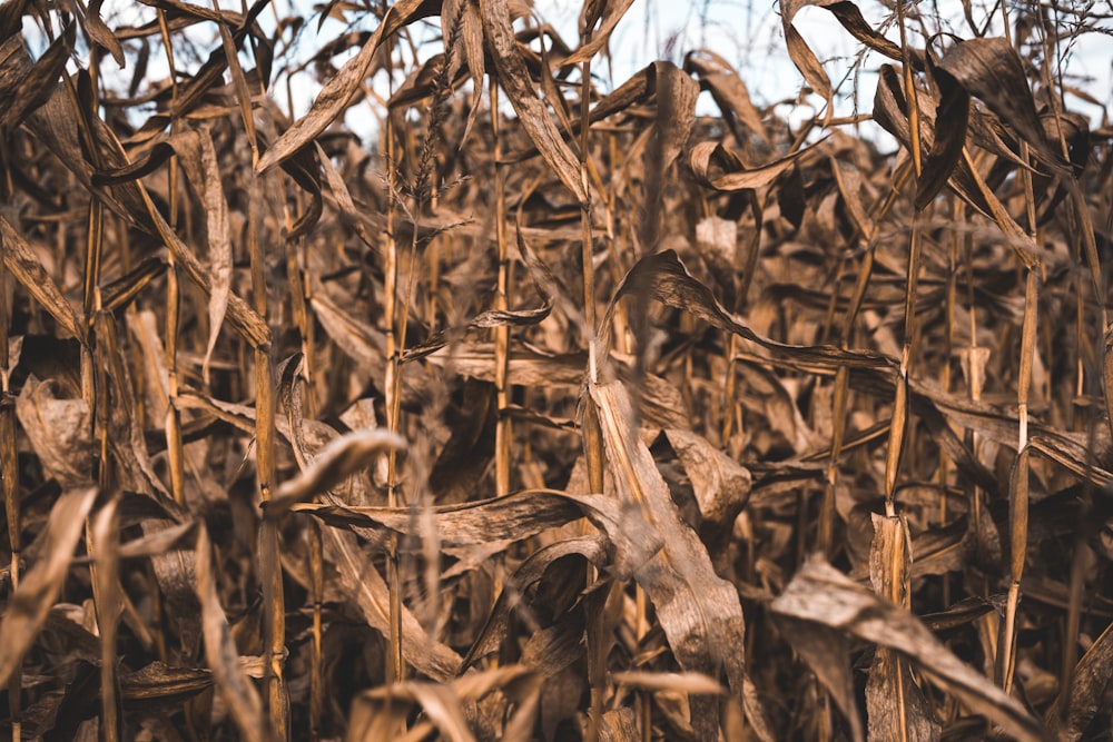 dried crop