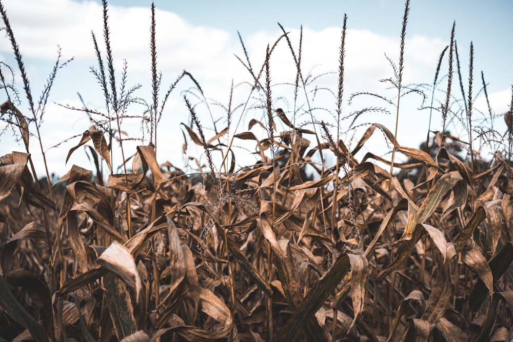 corn field