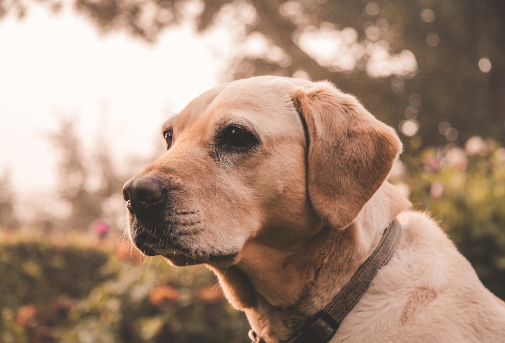 selective focus photo of adult yellow Labrador retriever