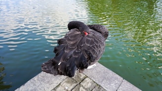 An illustration of a stock market graph with a black swan symbol.