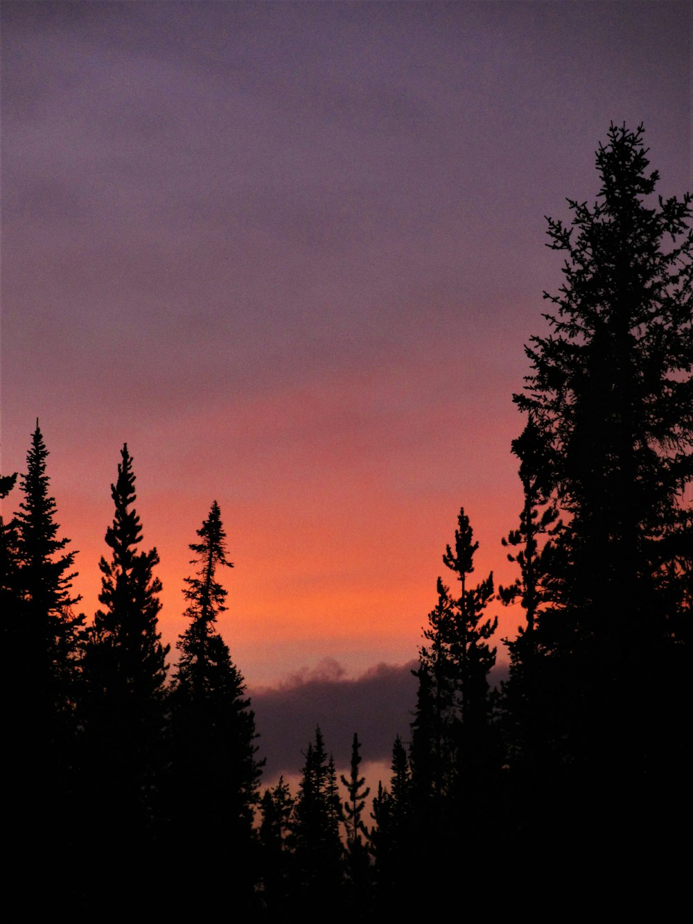 silhouette photography of trees under white clouds