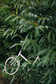 overgrown, clutter, old, sheds, mess, lost, muddle, no space, disarray, garden, chaos, plants, shrub