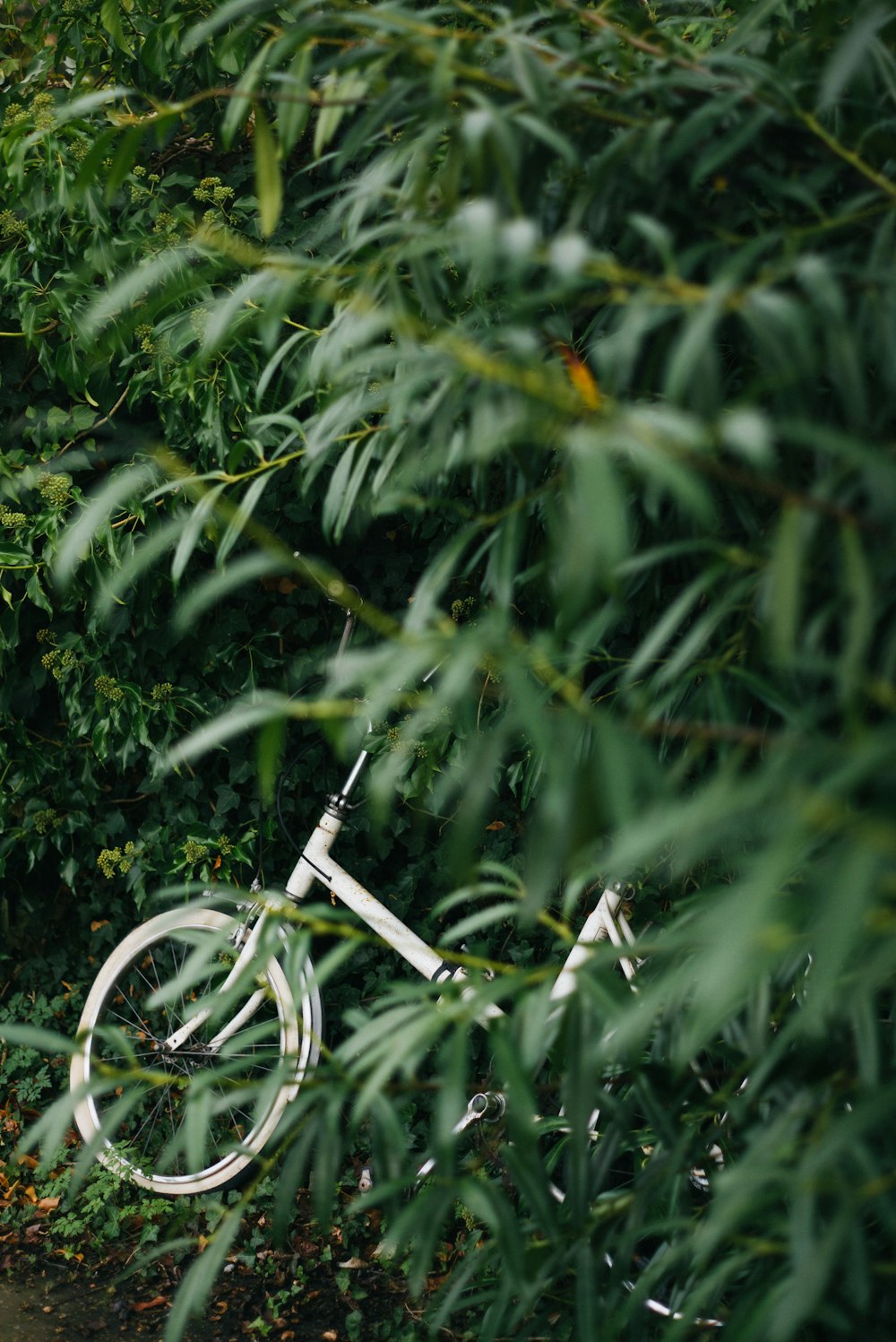 white bicycle beside green leaf plants at daytime