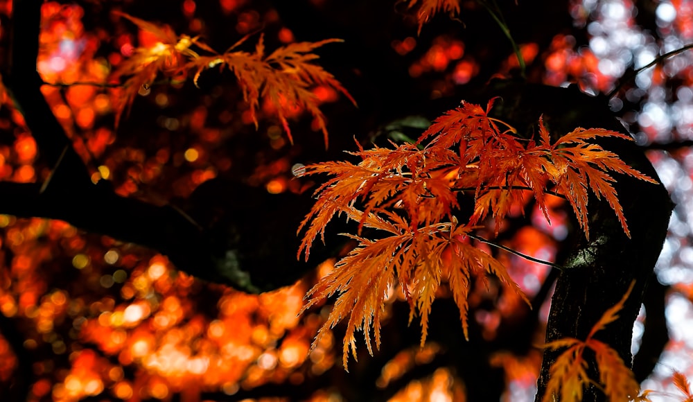 Photographie à mise au point peu profonde de la feuille de l’arbre