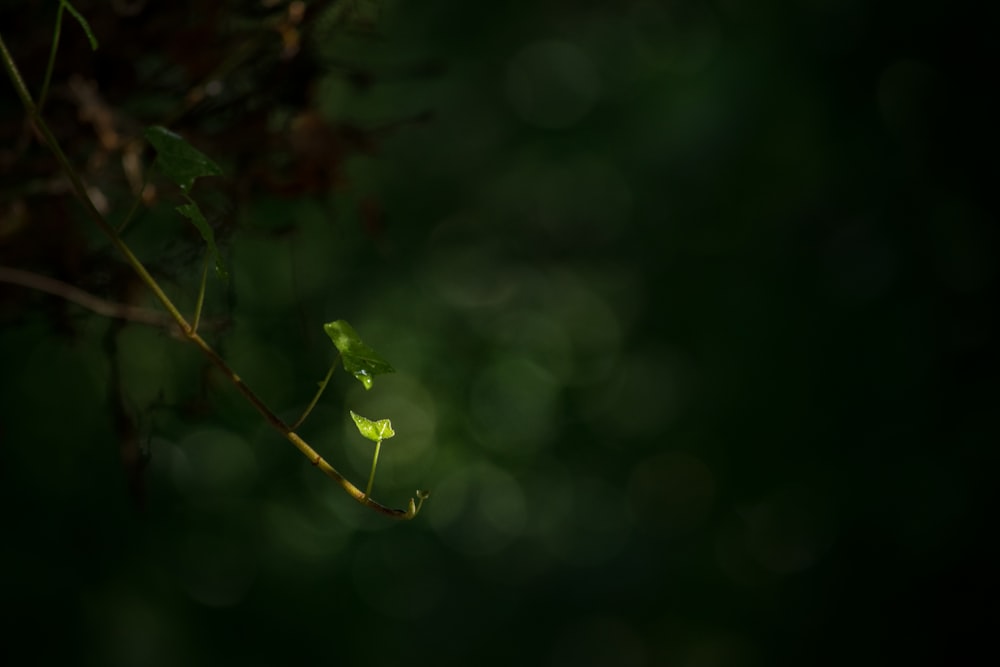 green leafed plant