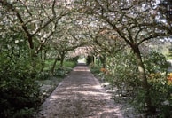 A peaceful pathway lined with white petals falling gently, leading to a memorial space.