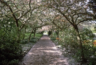 A peaceful pathway lined with blooming flowers leading to a cozy retreat cabin.