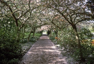 A peaceful garden pathway lined with blooming flowers symbolizing life and remembrance.