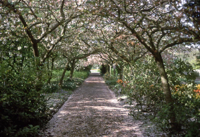 A peaceful pathway lined with blossoming shrubs and wildflowers in the garden during golden hour.