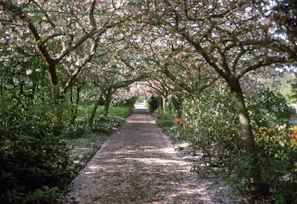A tranquil pathway lined with blooming flowers near the ashram grounds