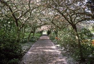 A peaceful pathway lined with white petals falling gently, leading to a memorial space.