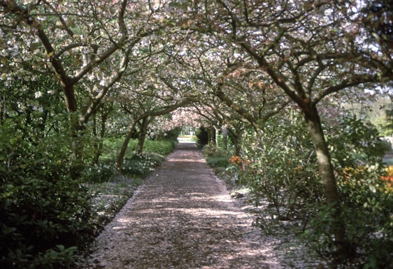 A peaceful garden pathway lined with blooming flowers symbolizing life and remembrance.