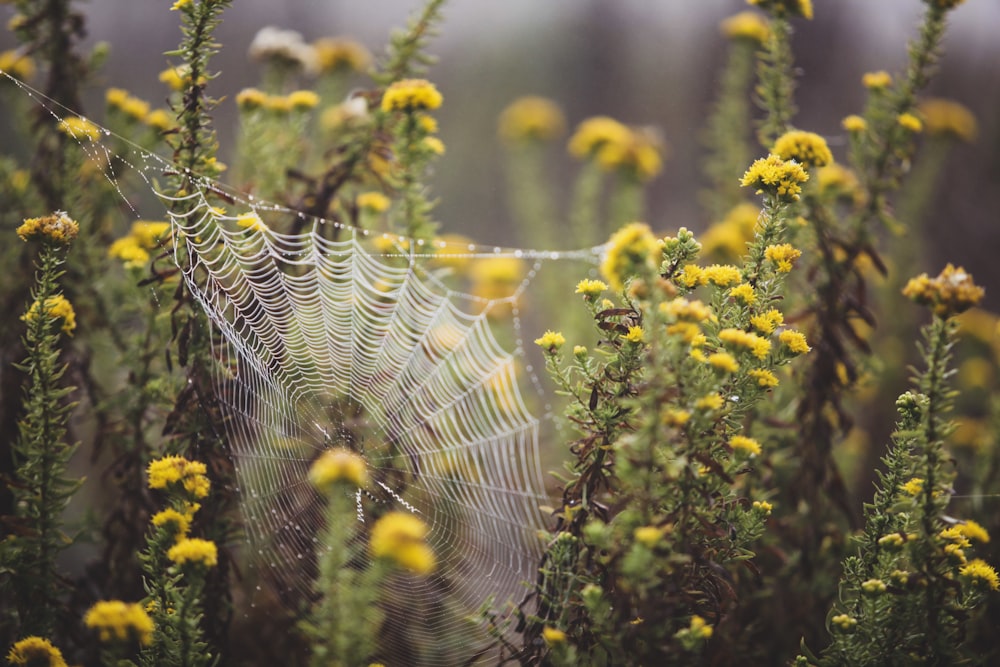 Photographie à décalage d’inclinaison de plantes à fleurs jaunes avec toile d’araignée