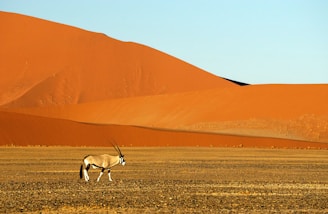white and brown animal with antler on brown sand
