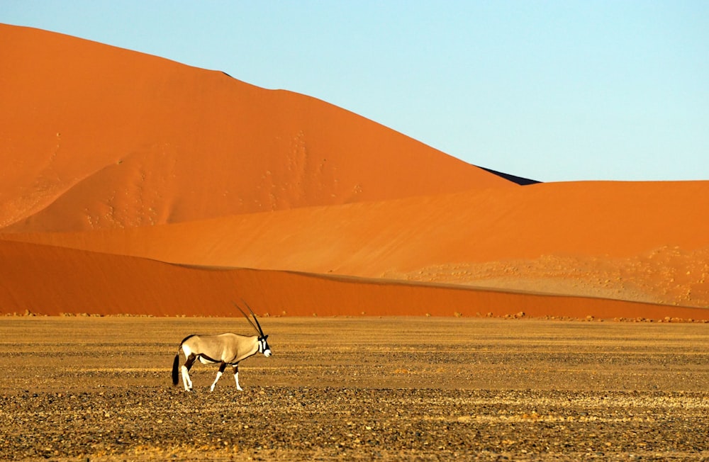 animal blanco y marrón con cornamenta sobre arena marrón