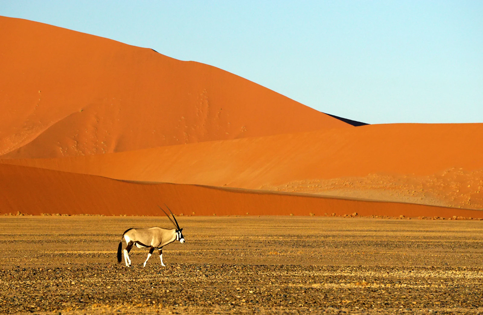 Dunes rouges du désert du Namib et arbres morts de Deadvlei à Sossusvlei, en Namibie