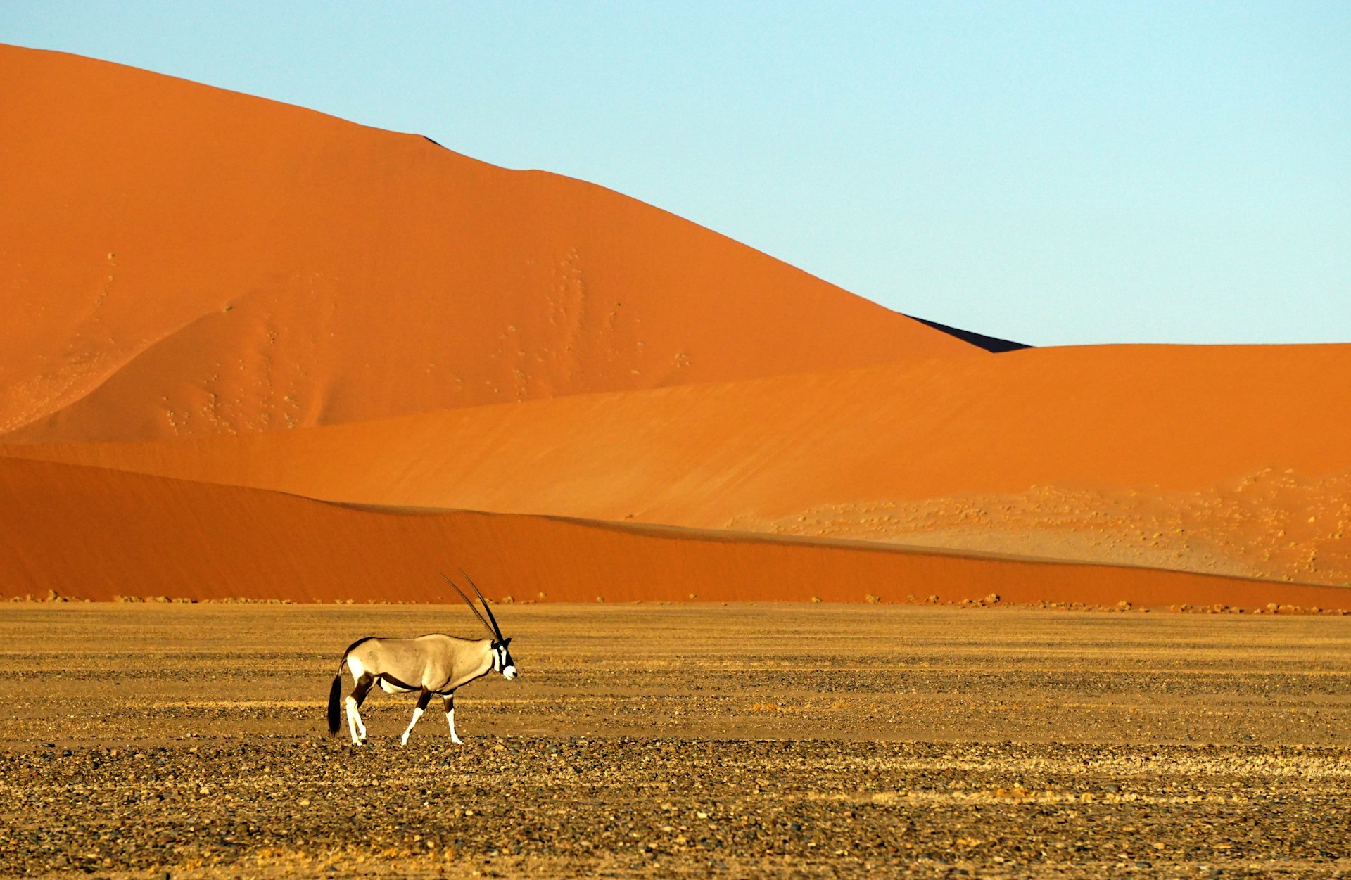 white and brown animal with antler on brown sand