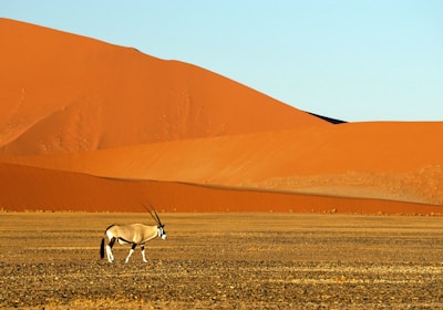 Namibia Selbstfahrer Reise Sossusvlei Oryx in der Wüste