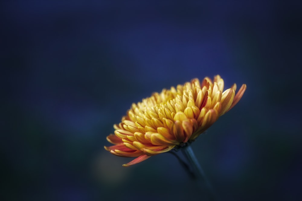 flor de margarita amarilla