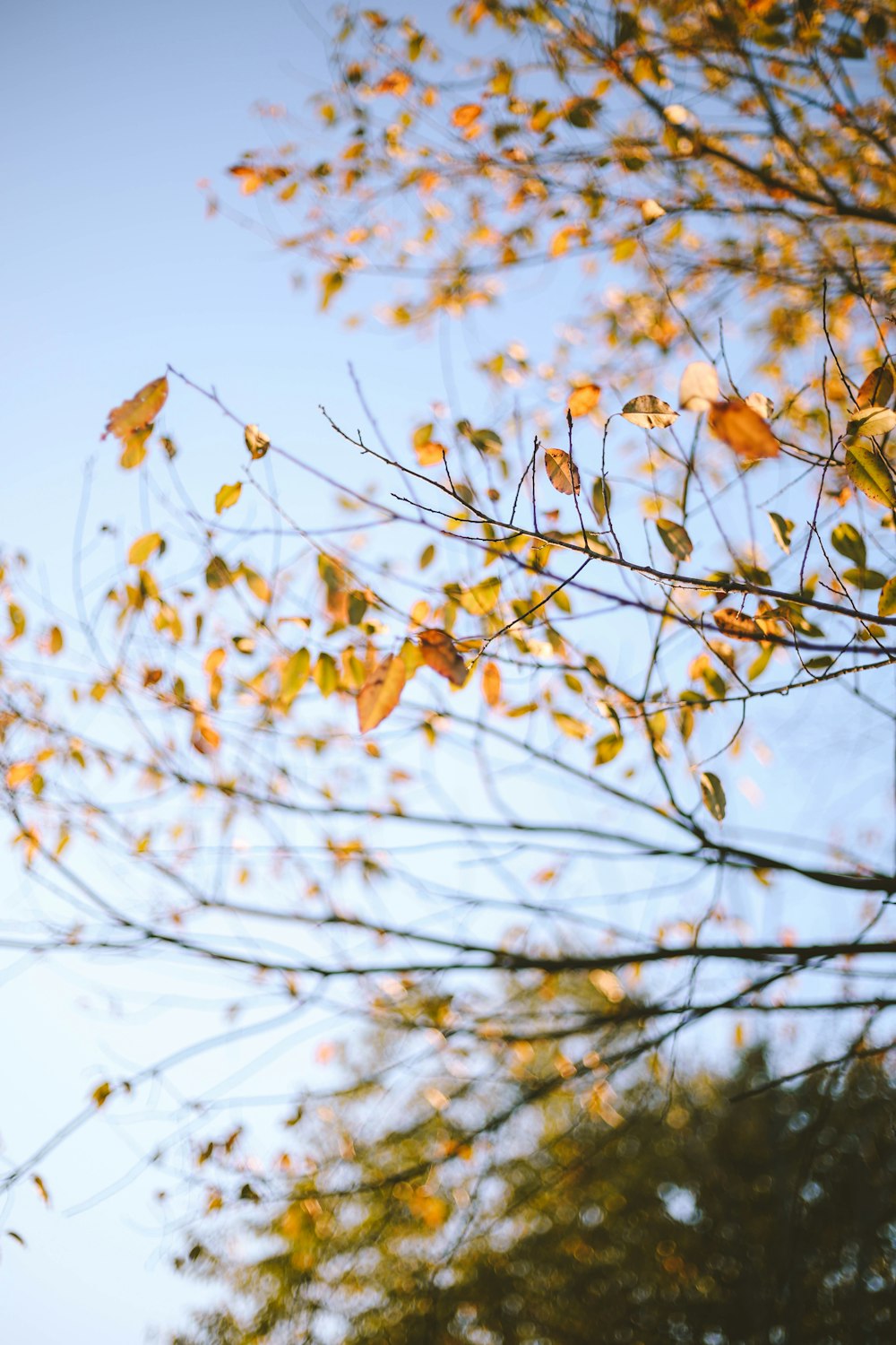 shallow focus photography of yellow leave