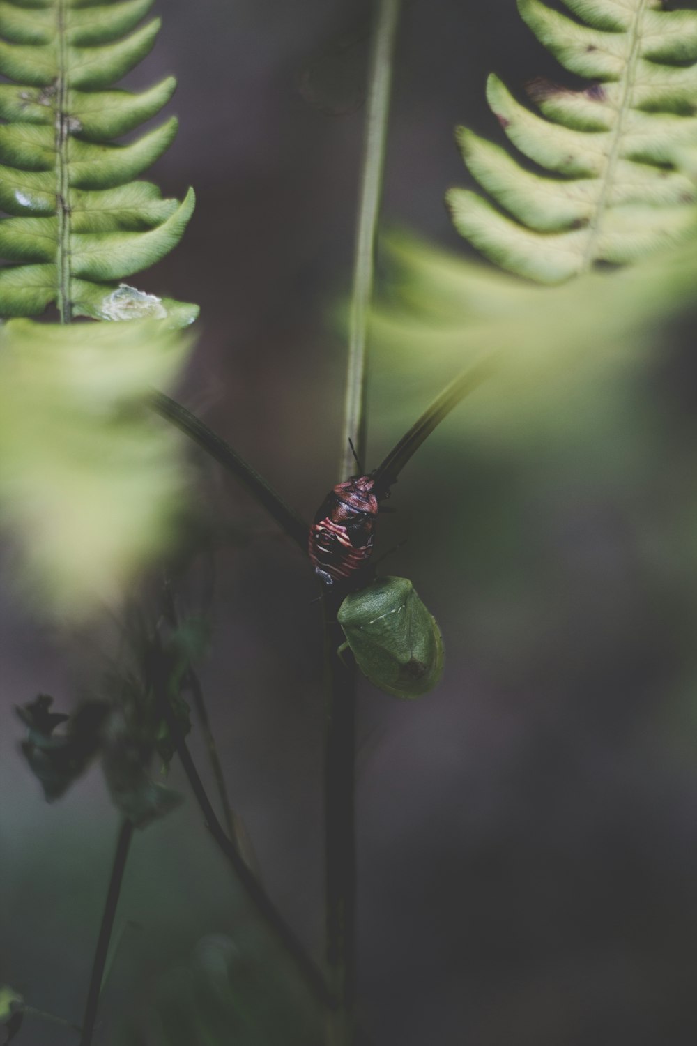 macro shot photography of bug perched on green stem