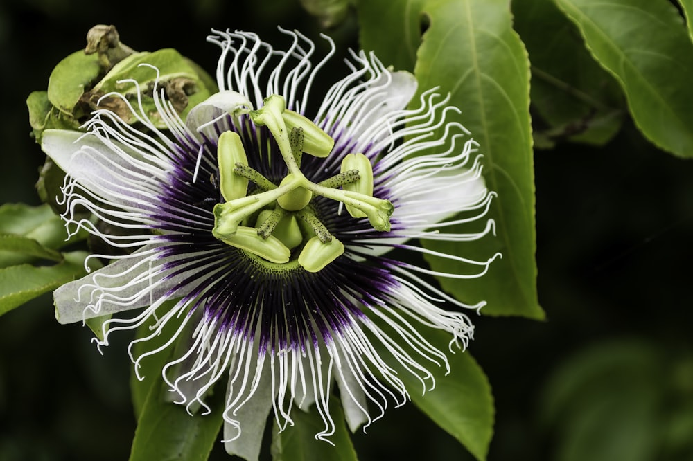 white and purple petaled flower