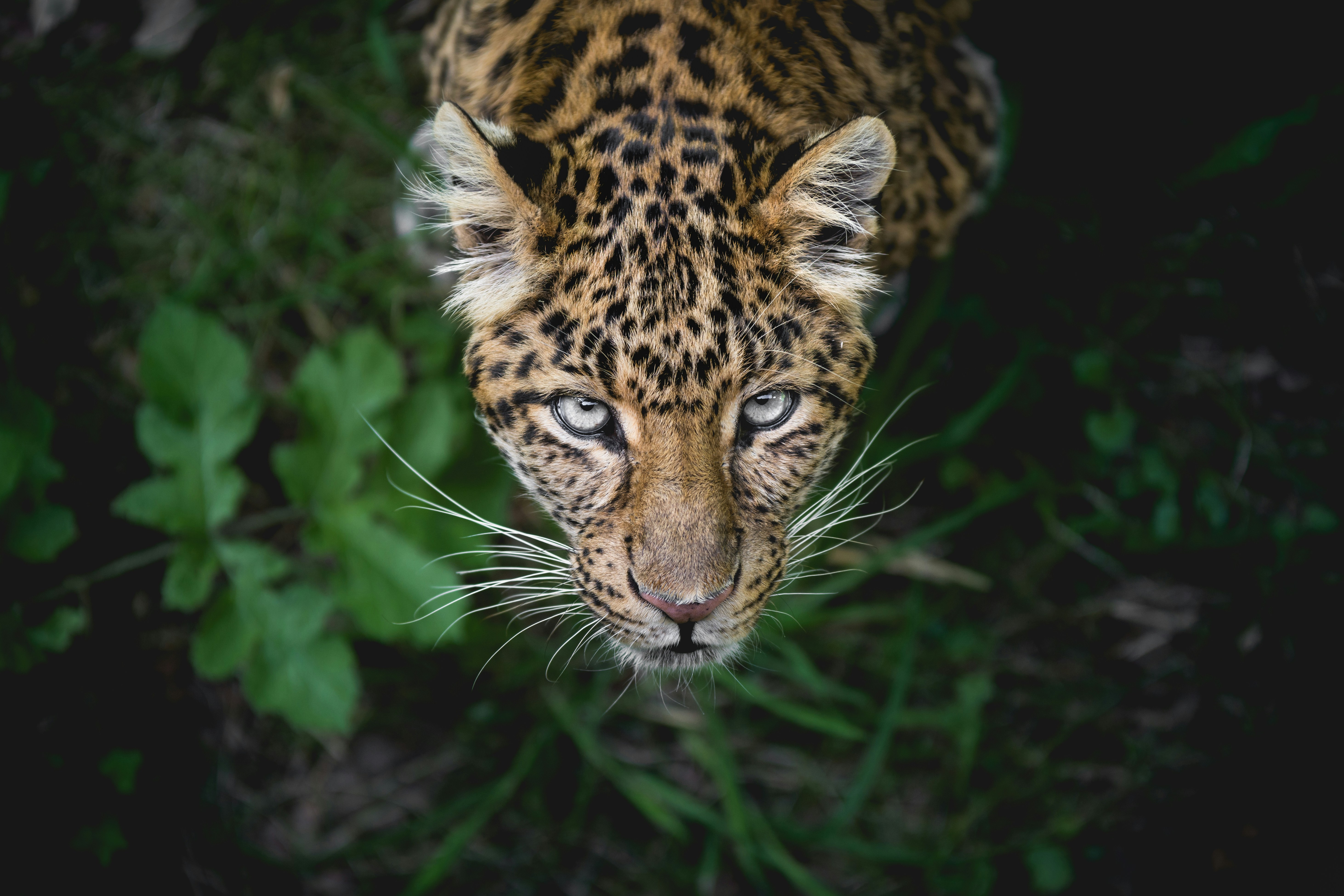 Wild Life Pictures | Download Free Images on Unsplash