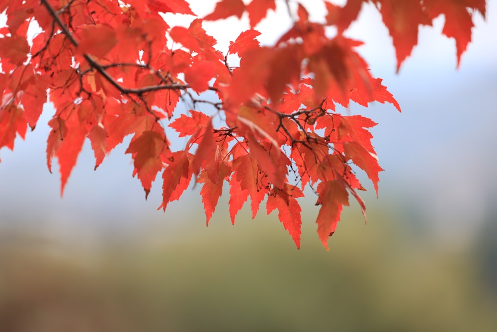 selective focus photography of red maple leaf