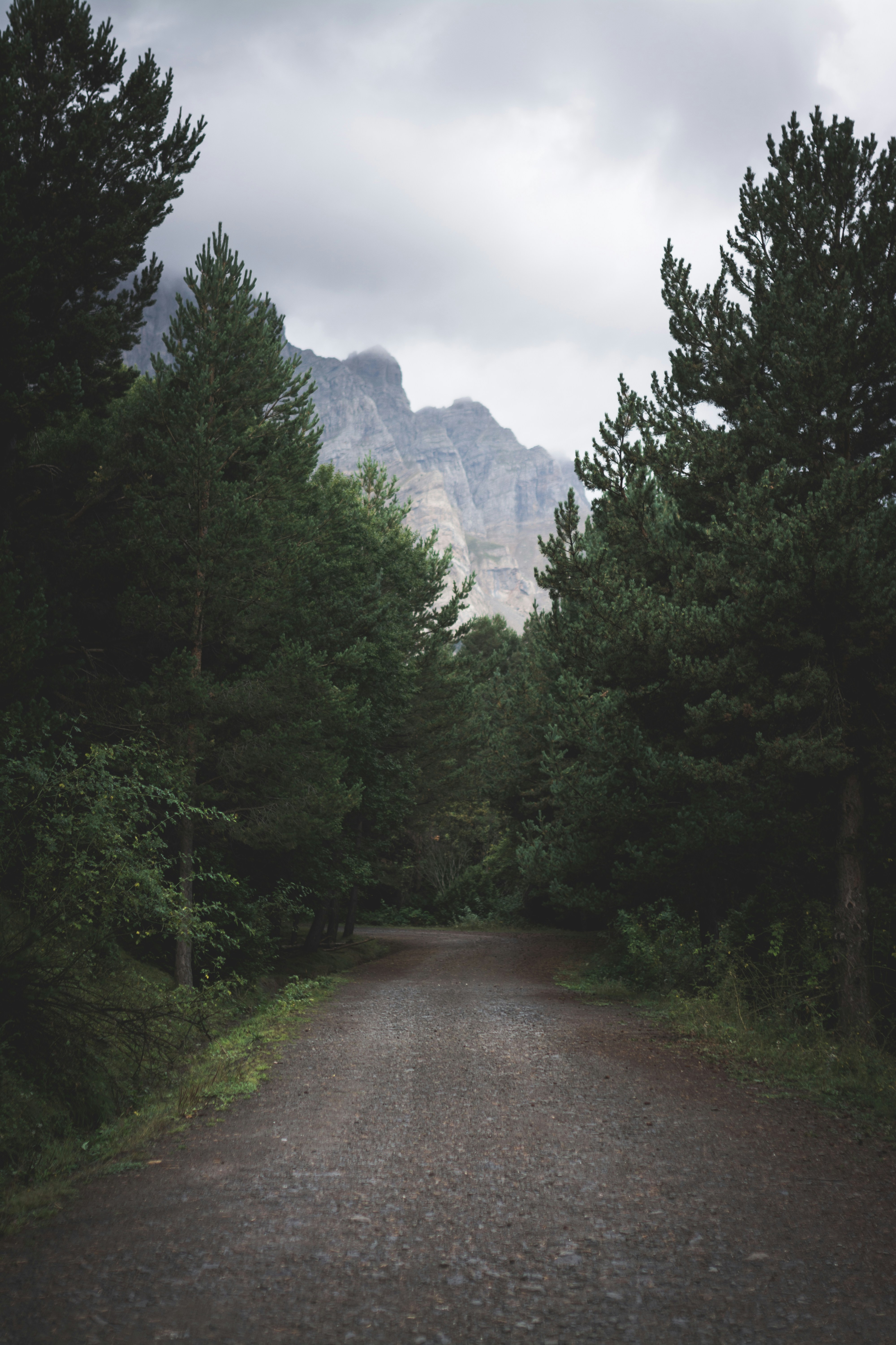 Forest Road Pictures Download Free Images On Unsplash