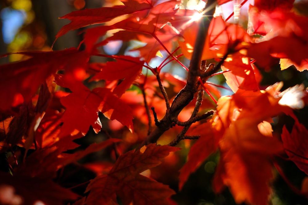 maple leaves taken during daytime