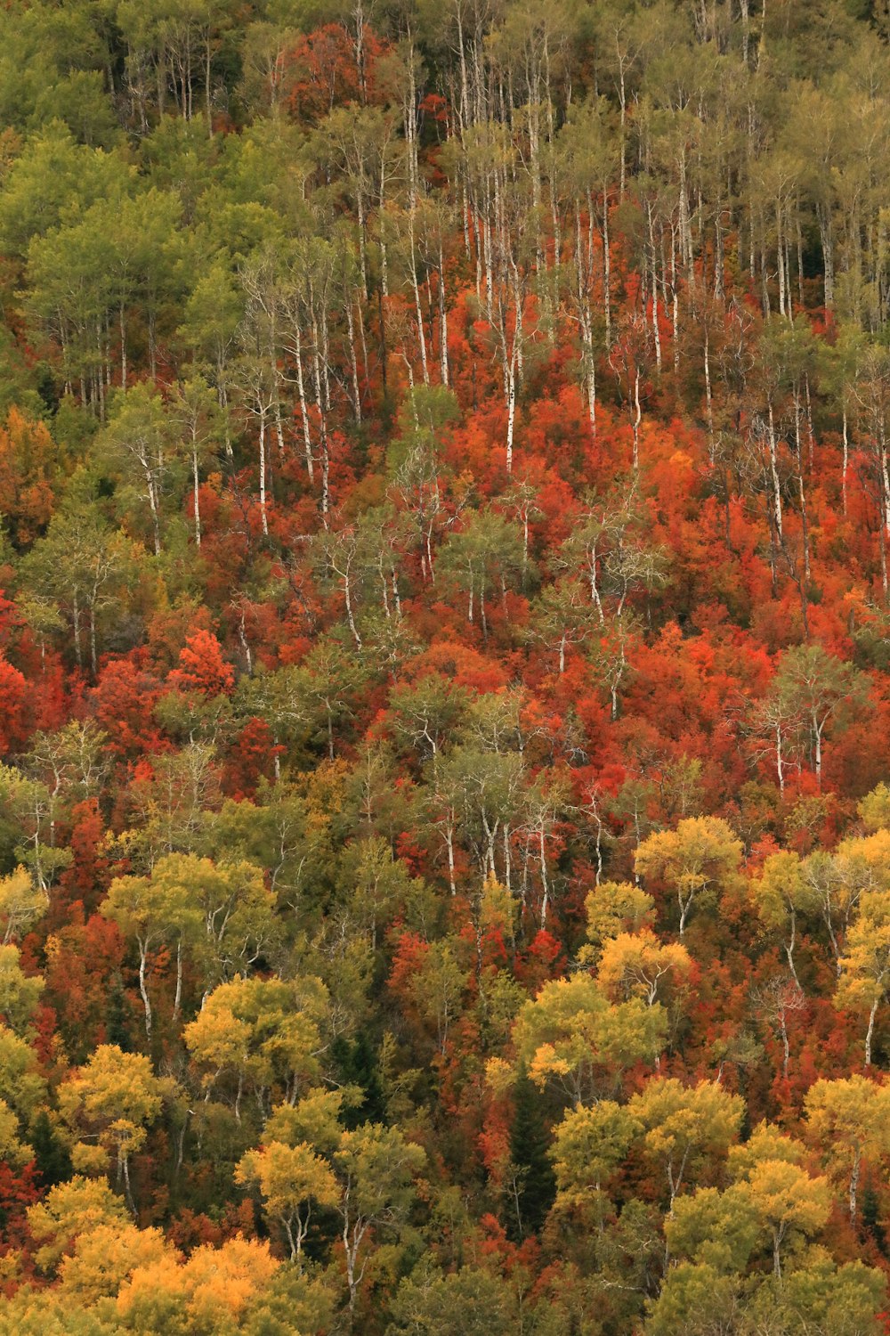 red and yellow leaf trees