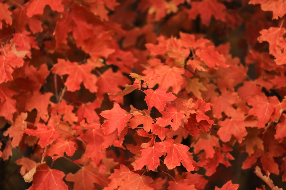 red maple leaves at daytime