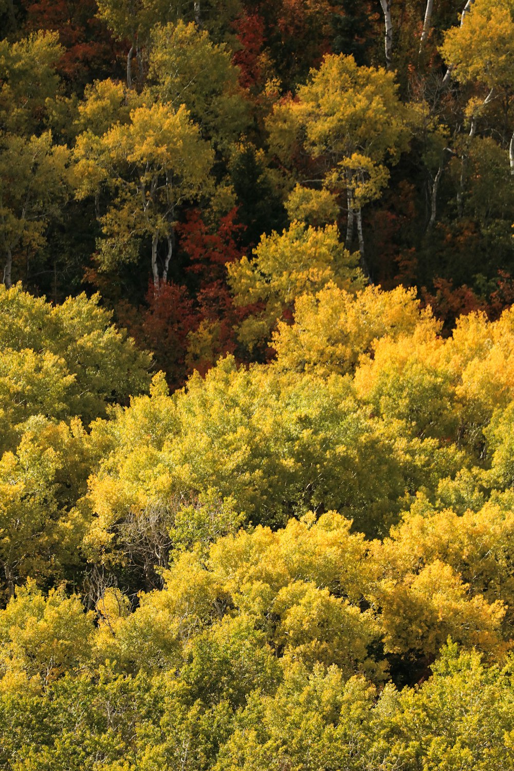 yellow and green trees during daytime