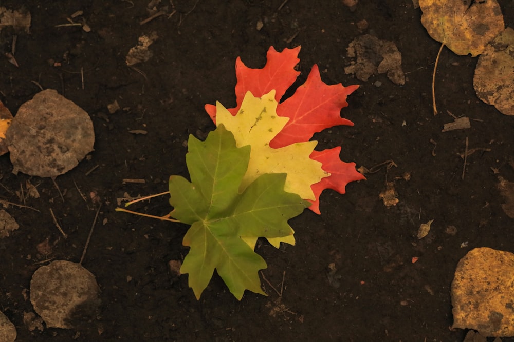 yellow maple leaf on black surface