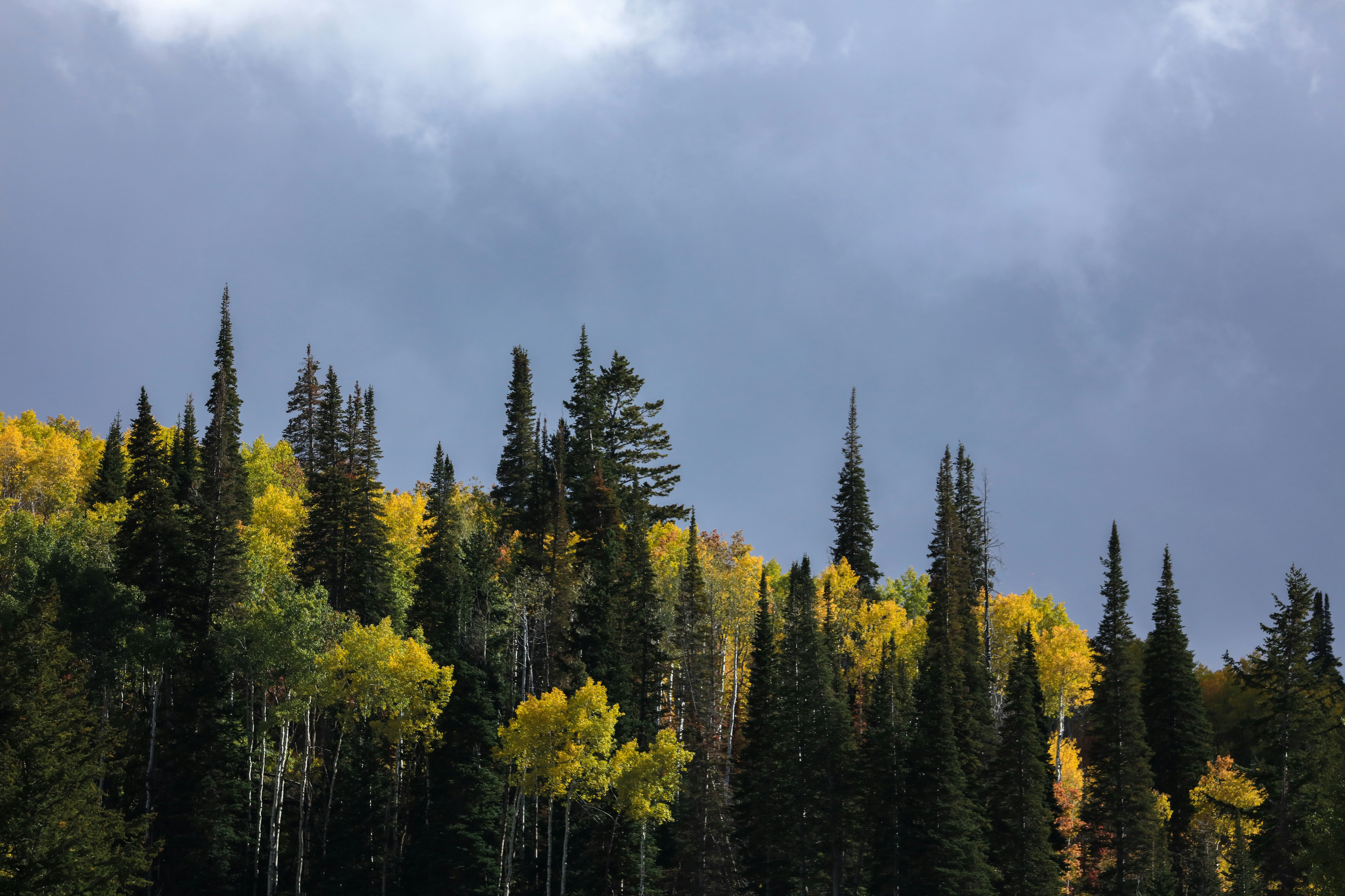 green trees under cloudy sky during daytime